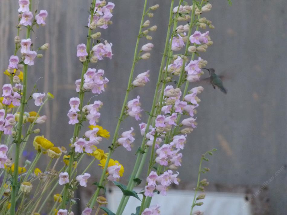Balloon Flower, Scented Penstemon, Palmer Penstemon and Palmer's Penstemon.  - grid24_24