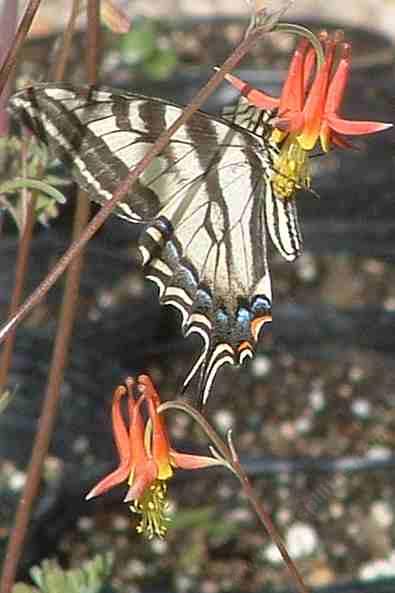 Aquilegia shockleyi Desert Columbine with pale swallowtail