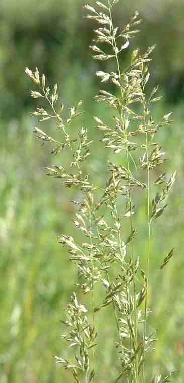 Poa scabrella Pine bluegrass