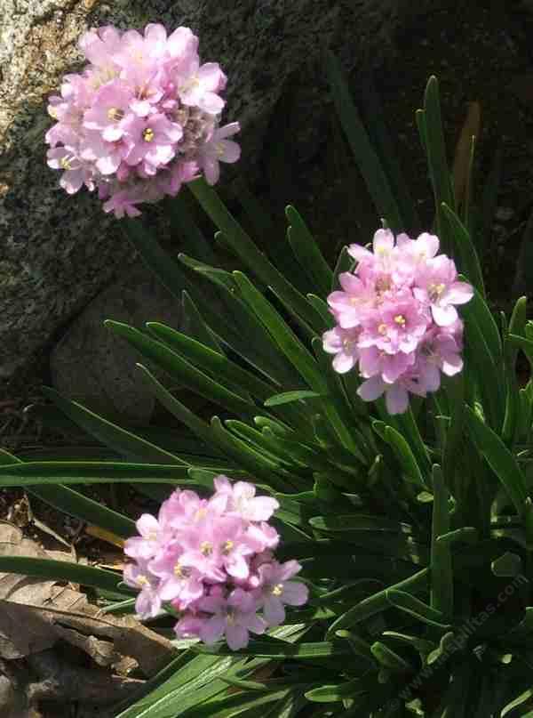 Armeria maritima, California Thrift, growing on the bluffs of the seacoast of California. 
