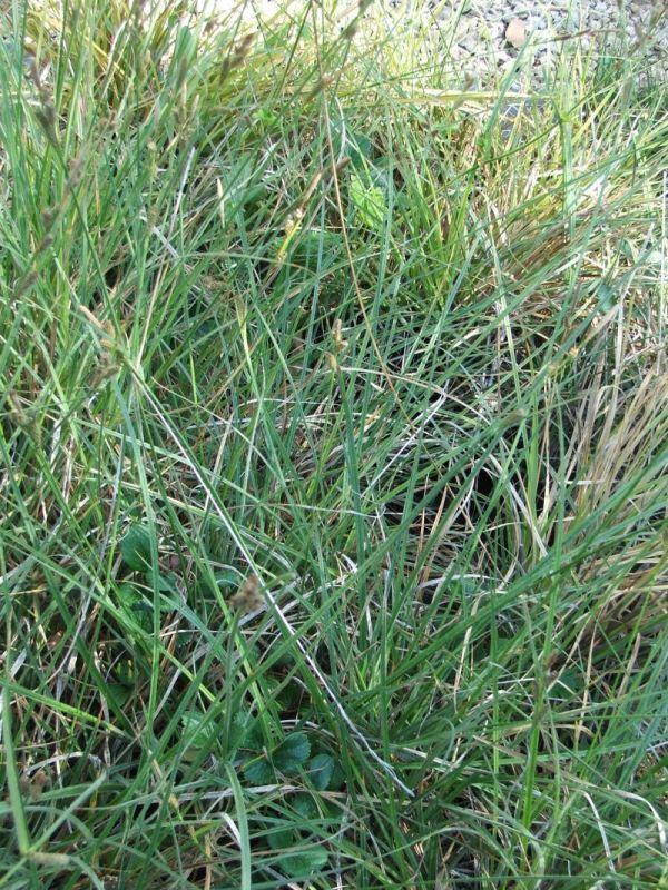 Carex sartwelliana Yosemite Sedge