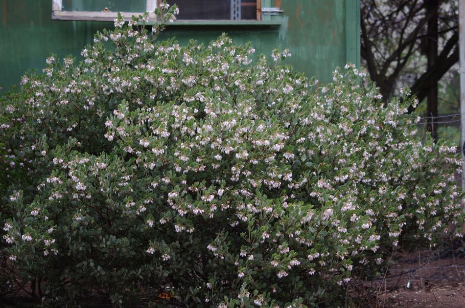 Arctostaphylos obispoensis San Luis Obispo Manzanita on a cold winter morning