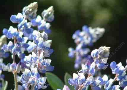 Field Lupine, Lupinus nanus flowers