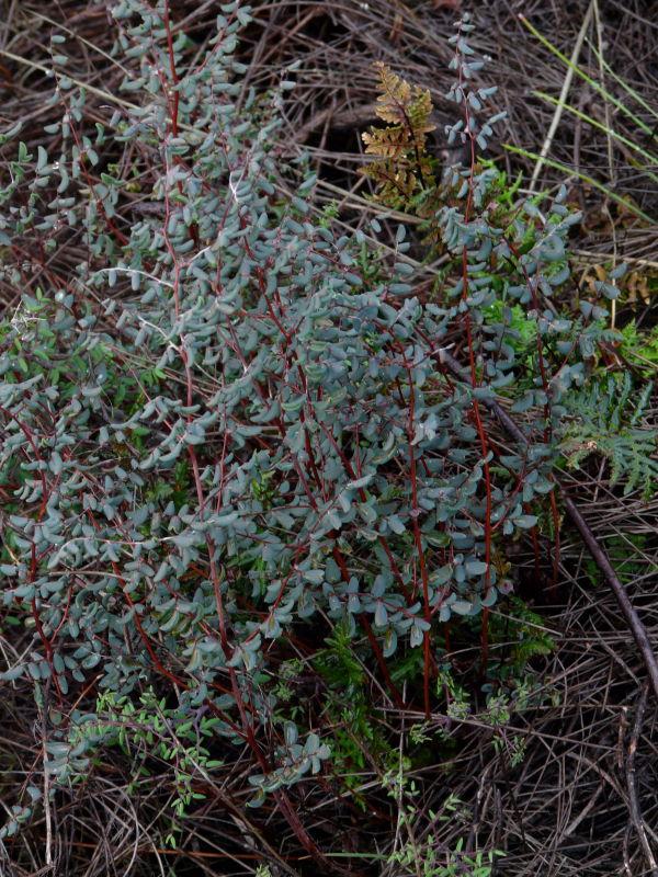 Pellaea andromedifolia, Coffee Fern, is here in California chaparral. 