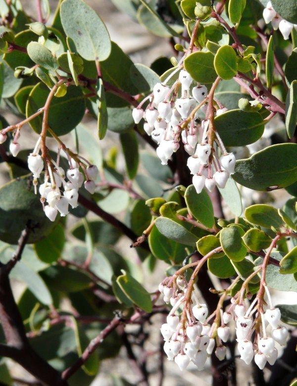 White Leaf manzanita, Arctostaphylos viscida, with flowers. notice  the nectar robbing bees have eaten a hole into each flower.