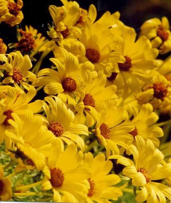 Coreopsis gigantea (Giant Coreopsis) can make a spectacular show on a beach dune setting - grid24_24
