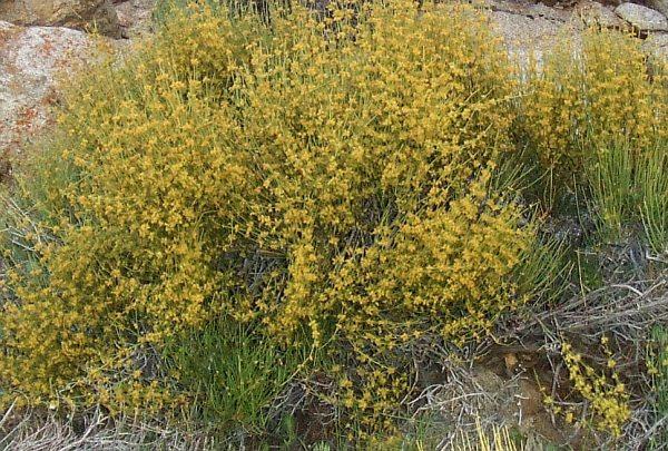 Ephedra viridis, Green Ephedra, grows in many dry areas of California, and is showy at certain times of the year, with its yellow pollen cones.  