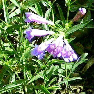 We lost this beautiful Penstemon in the early 1990's. Penstemon neotericus,  Keck Penstemon wanted a little more sun and water, less cold. - grid24_24