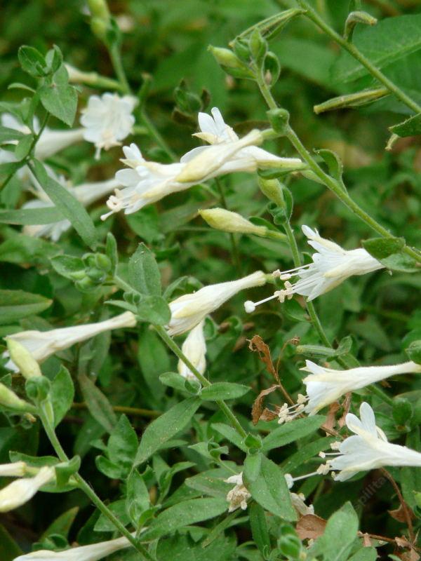 The white form of California fuchsia, Zauschneria or  Epilobium.