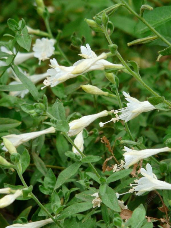The white form of California fuchsia, Zauschneria or  Epilobium. - grid24_24