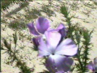 Leptodactylon californicum tomentosum Prickly Poppy