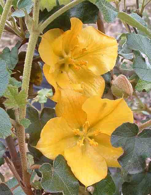 Fremontodendron Pacific Sunset  flowers