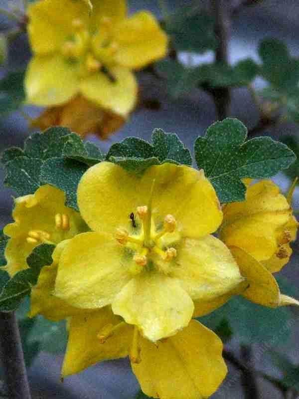 Fremontodendron californicum California Flannel Bush. Also known as Fremontia.