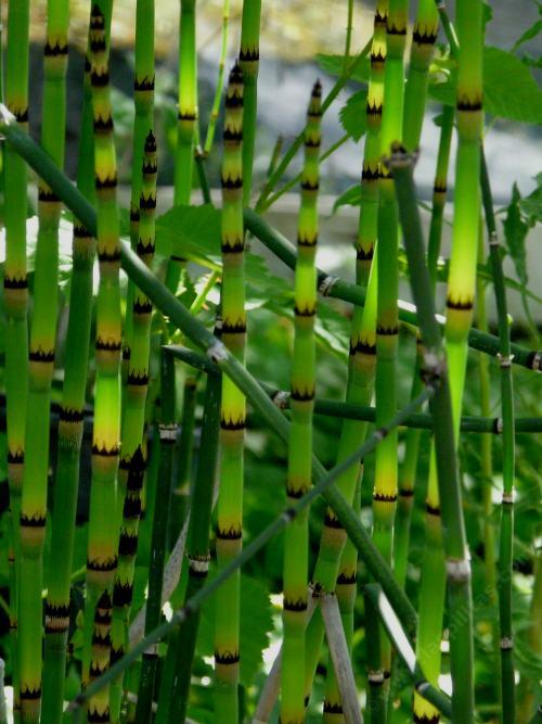 Equisetum hymale Scouring rush - grid24_24