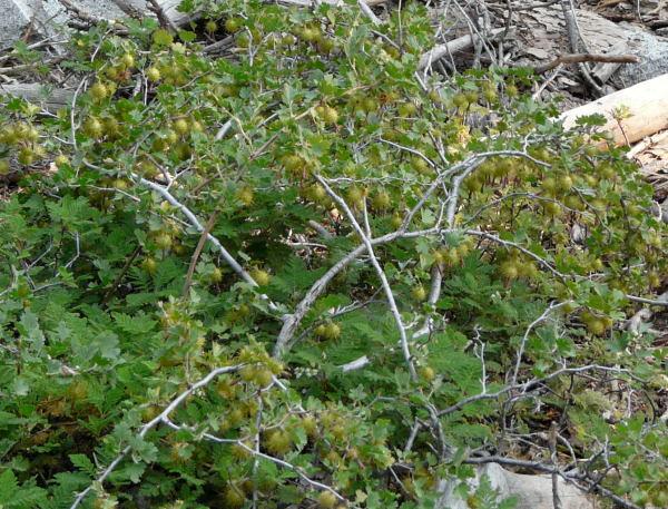 Ribes roezlii, Sierra Gooseberry.