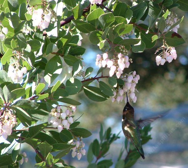 Arctostaphylos Mama Bear manzanita