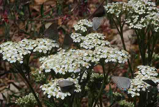 Achillea millefolium var. californica, Yarrow Achillea millefolium var. californica, Yarrow
