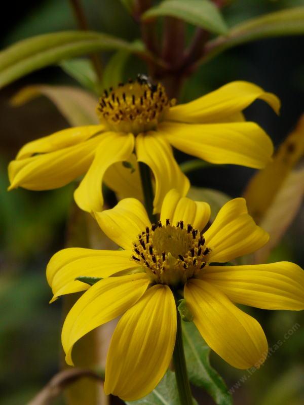 This native plant grows on the edges of salty marshes, or in a conventional garden. GREAT for butterflies.