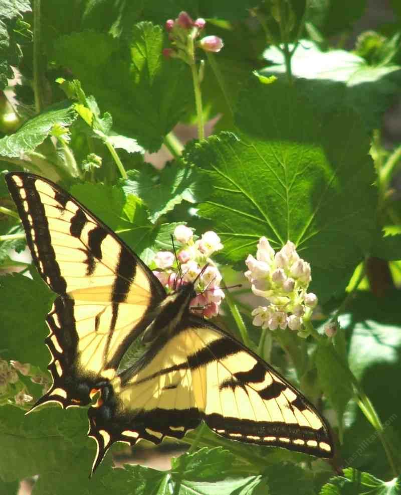 Ribes nevadense, Pink Sierra Currant with Swallowtail