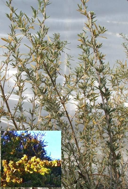 Atriplex canescens, Four-wing Salt Bush - grid24_24