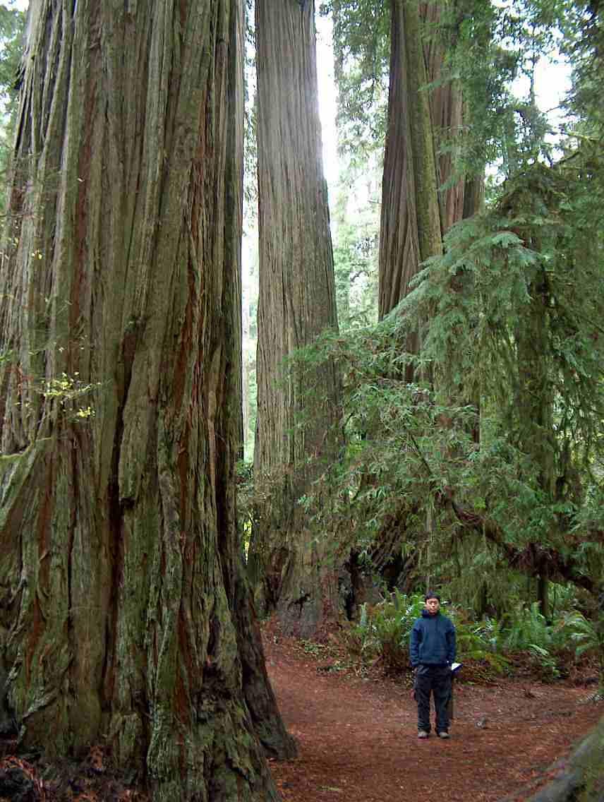 mareridt i dag tapet Pictures of the redwood forest of California and some of its plants and  animals