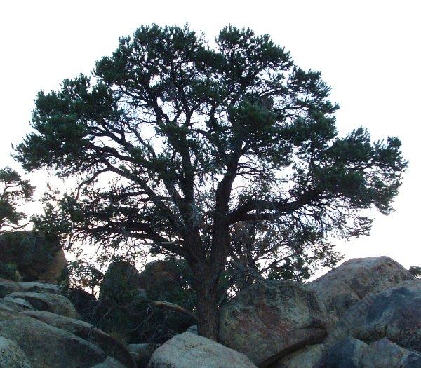 Pinus monophylla, Pinyon Pine, is growing here among boulders in Joshua Tree National Monument, Mojave Desert, California.