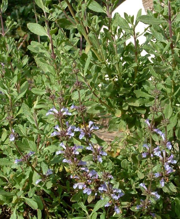 Salvia munzii, San Diego Sage.