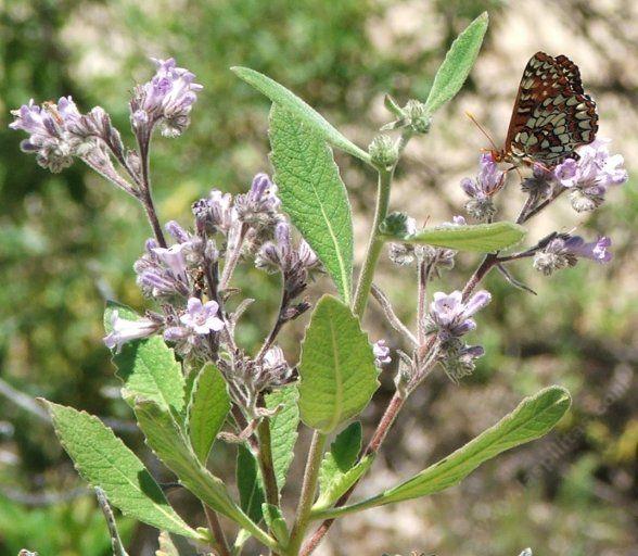 Eriodictyon crassifolium (Thick Leaved Yerba Santa with Checkerspot