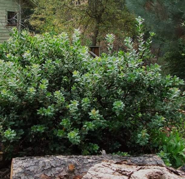 Arctostaphylos refugioensis, Refugio Manzanita
