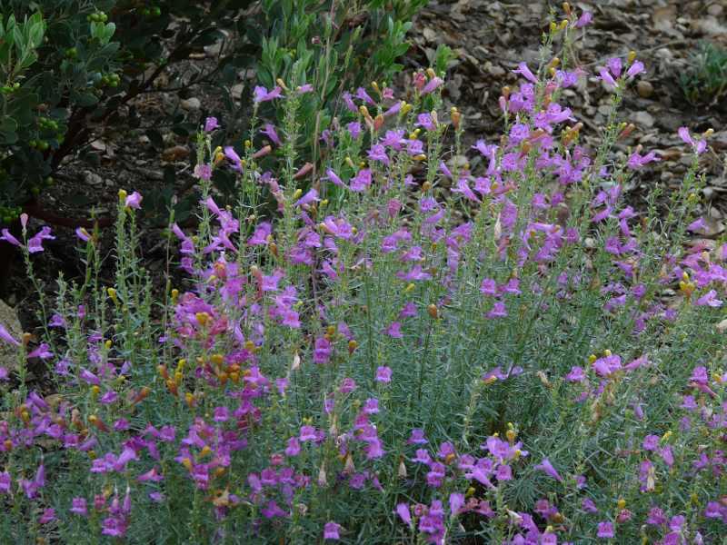 Foothill Penstemon, Penstemon heterophyllus australis is native in most of Southern California.  Shown here in the Santa Margarita garden.