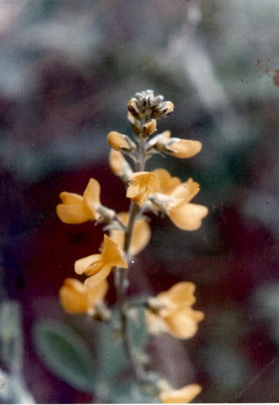 Thermopsis macrophylla macrophylla