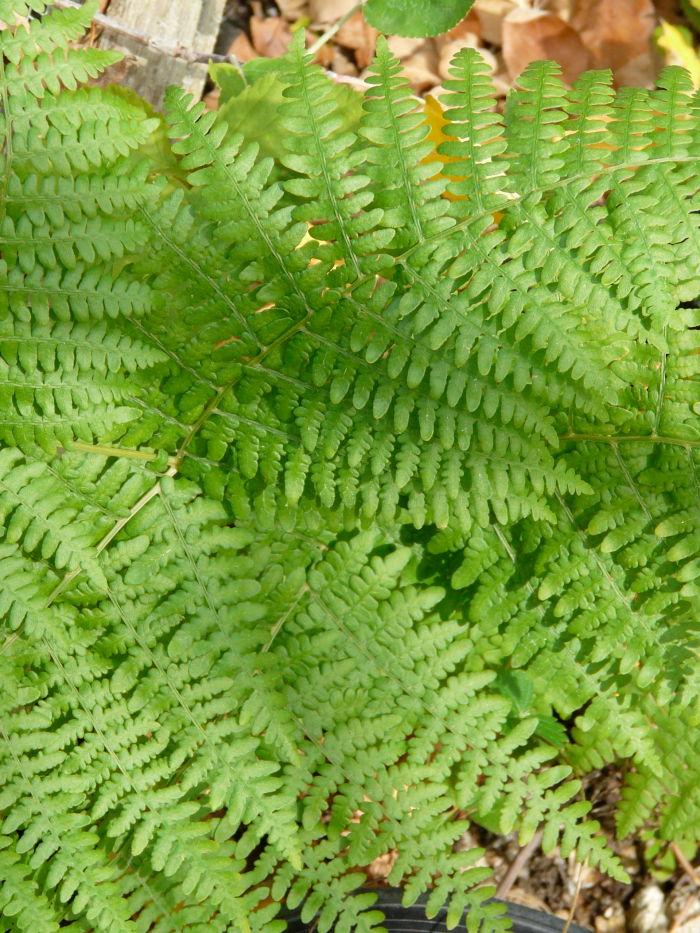 Pteridium aquilinum pubescens, Brake
