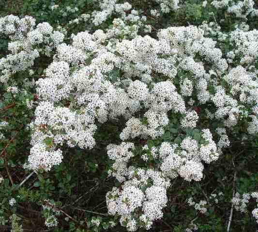 This Ceanothus megacarpus X cuneatus was growing on top of a peak on South Vandenberg, south east of Lompoc.