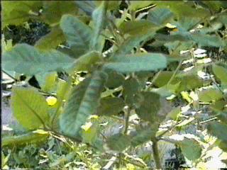 Lithocarpus densiflorus, Tanbark Oak, was so named, as the bark was utilized to tan or cure cow hides for use in leather products. 