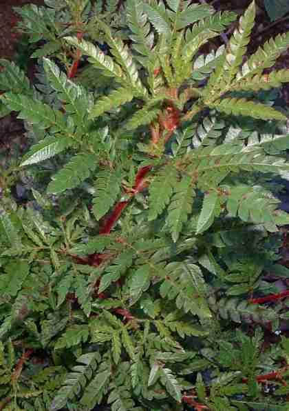 Catalina Ironwood leaves, Lyonothamnus floribundus