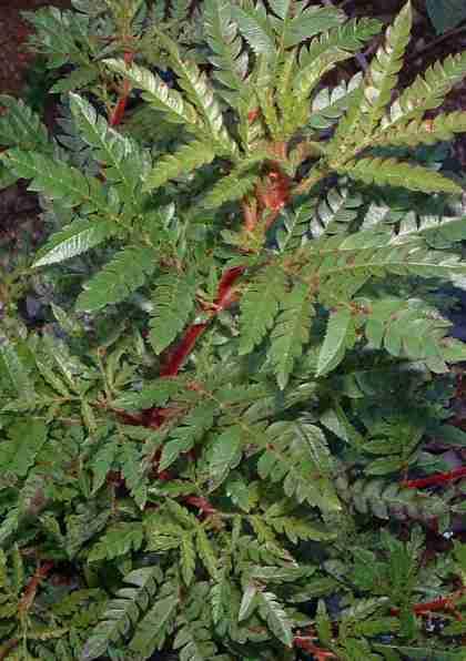 Catalina Ironwood leaves, Lyonothamnus floribundus - grid24_24