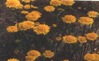 Chaenactis glabriuscula Pinchusion Flower