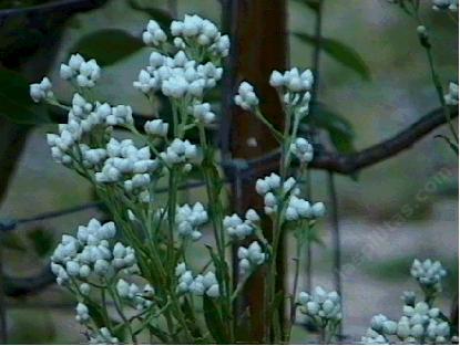 Gnaphalium californicum California Pearly Everlasting