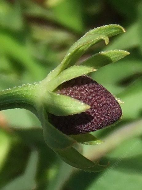 Rudbeckia occidentalis Western Coneflower - grid24_24