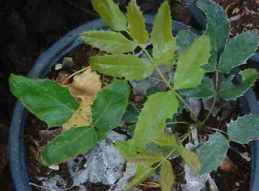 Mahonia aquifolium Compacta Creeping Oregon Grape. - grid24_24