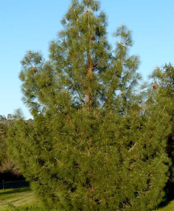 A young digger pine - grid24_24