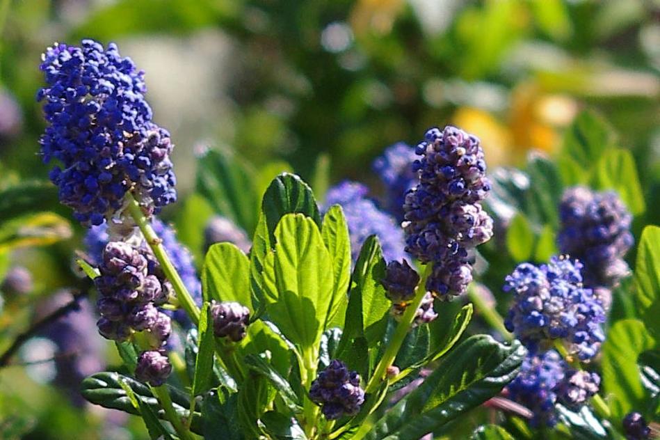 Ceanothus Thyrsiflorus Skylark Blue Mountain Lilac