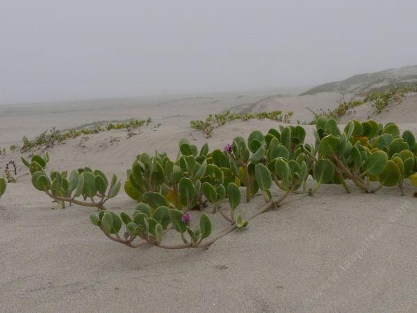 Abronia maritima, Sand verbena, growing in beach sand, on a foggy summer day in Morro Bay, California. 