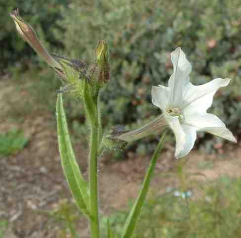 Nicotiana bigelovii Indian Tobacco - grid24_24