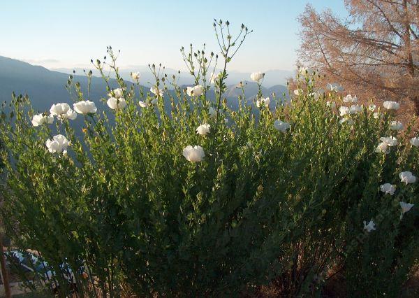 Romneya coulteri,  Matilija Poppy thicket - grid24_24