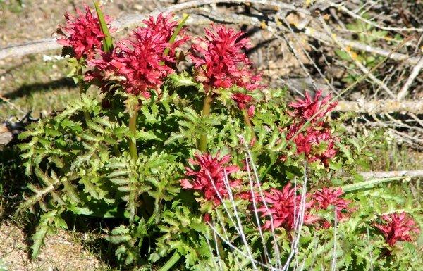 Pedicularis densiflora, Indian Warrior at Santa Margarita