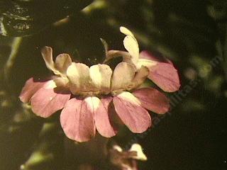 This is a closeup photo of the whorled flowers of Collinsia heterophylla, Chinese Houses.