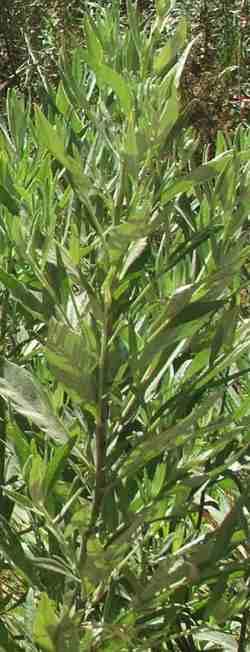 Artemisia douglasiana Mugwort - grid24_24