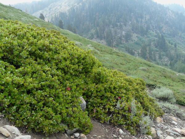 Arctostaphylos patula, Greenleaf Manzanita at a higher elevation in the Sierras. When the get 3-5 meters of snow on them they lay low.