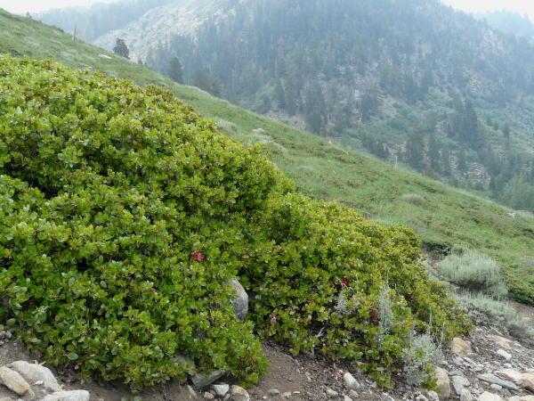 Arctostaphylos patula, Greenleaf Manzanita at a higher elevation in the Sierras. When the get 3-5 meters of snow on them they lay low. - grid24_24